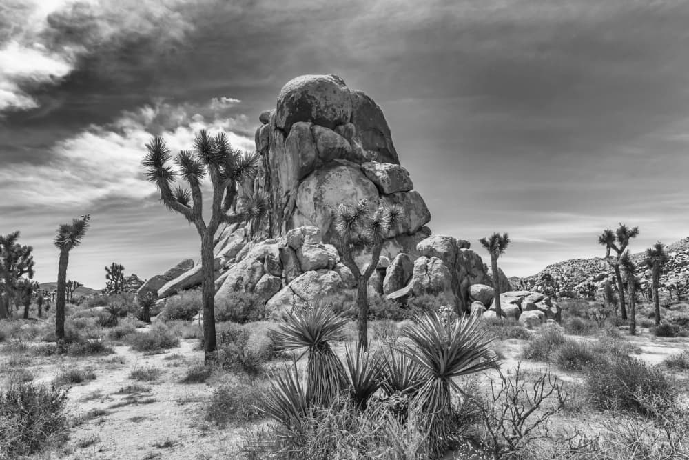 Joshua Tree Desert by Melanie Viola — canvas wall art
