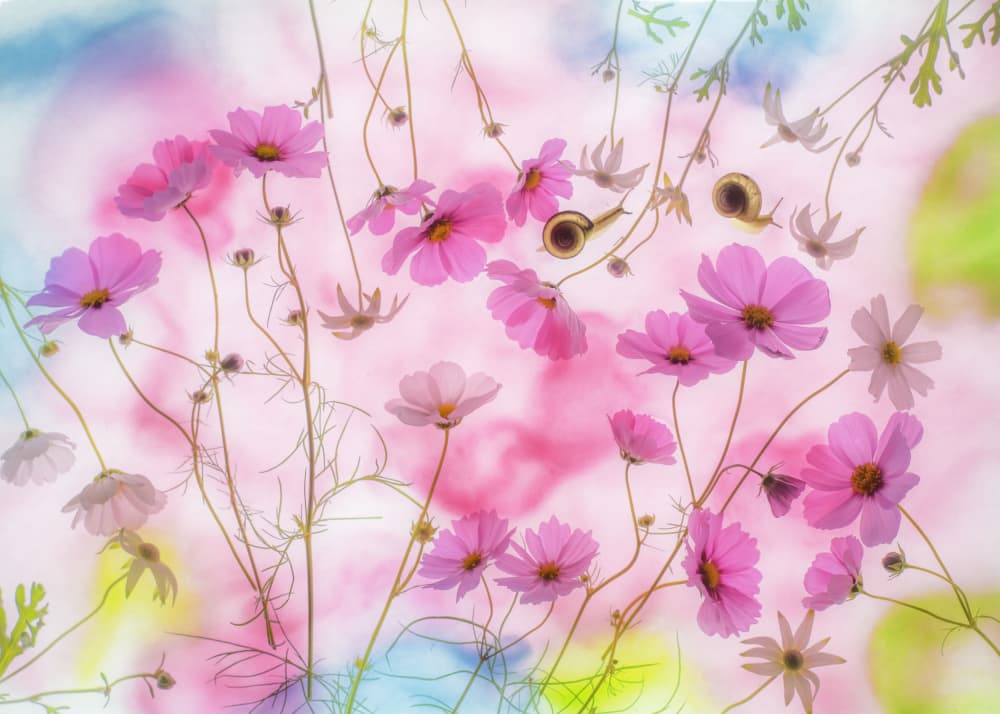 Pink Cosmos Dream by Miharu † — canvas wall art