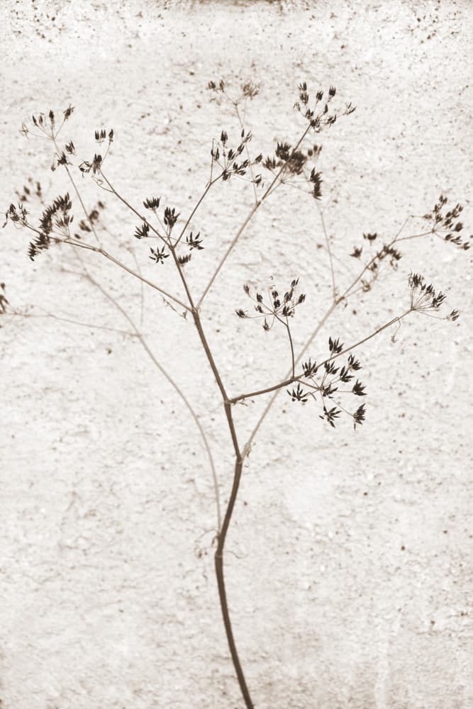 Delicate Dried Plant
