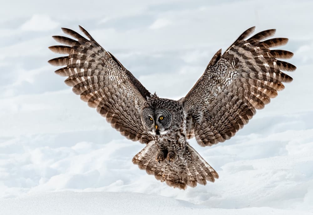 Great Grey Owl Flight by Jie Fischer — canvas wall art