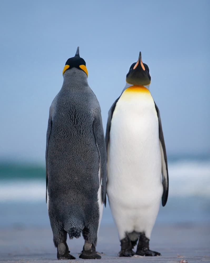 Majestic King Penguins by Cheng Chang — canvas wall art