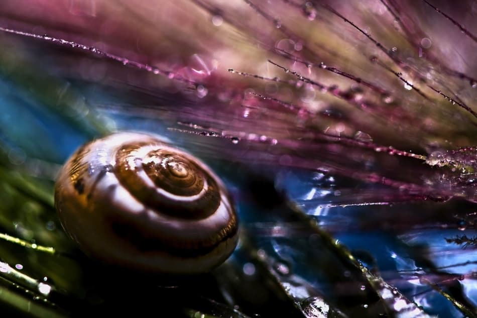 Vibrant Snail Shell by S. Amer — canvas wall art
