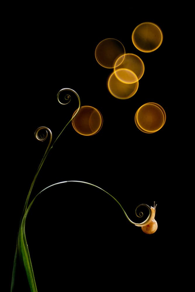 Snail On Green Spiral by Andi Halil — canvas wall art