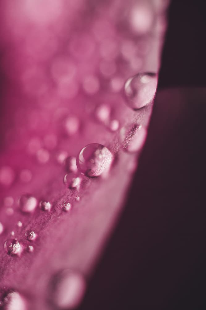 Rose Petal Dewdrops by Javier Pardina — canvas wall art
