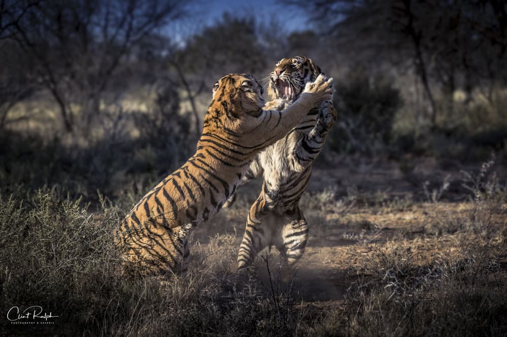 Wild Tiger Fight by Clint Ralph — canvas wall art
