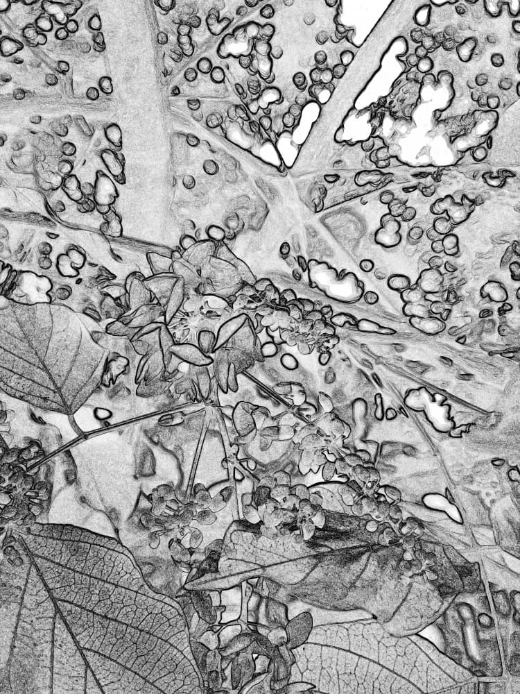 Delicate Leaf Sketch by Santhosh ch — canvas wall art