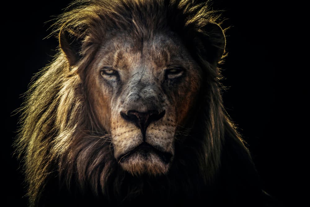 Majestic Lion Gaze by Jackson Carvalho — canvas wall art