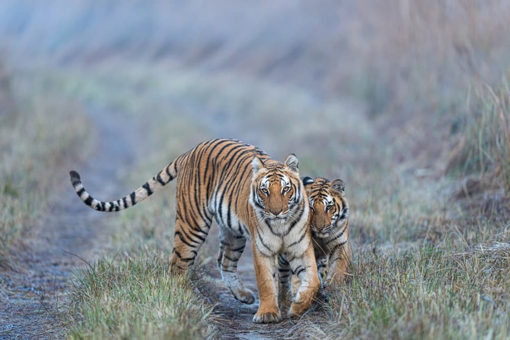 Wild Tiger Family by Yogesh Bhatia — canvas wall art