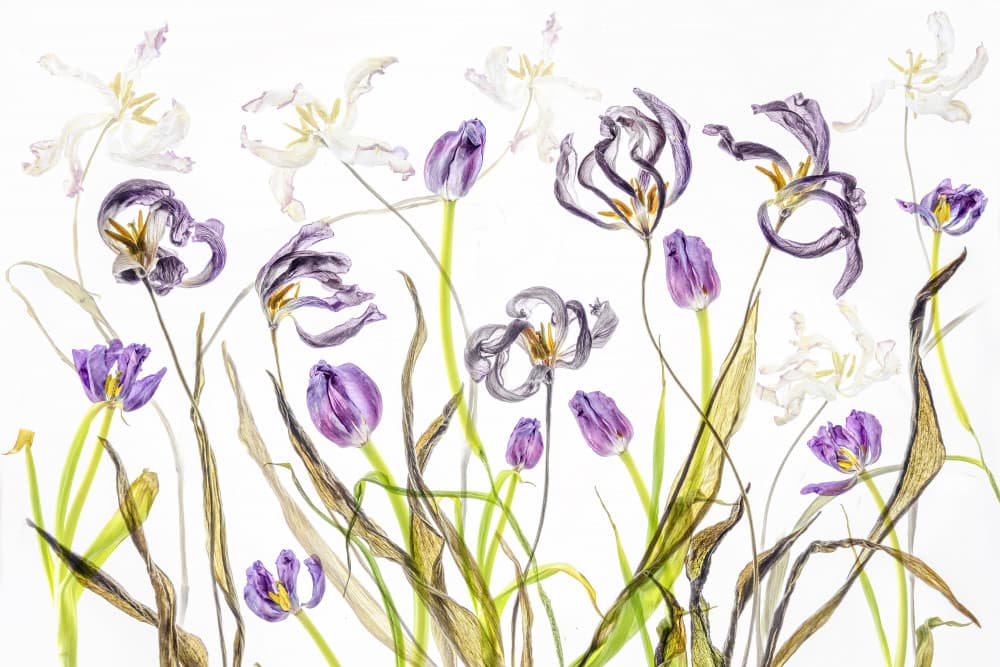 Fading Purple Tulips by Cheryl Eagers — canvas wall art