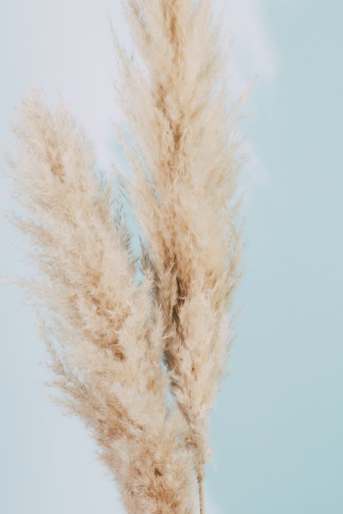 Soft Feathery Pampas Plumes by Pictufy Studio III — canvas wall art