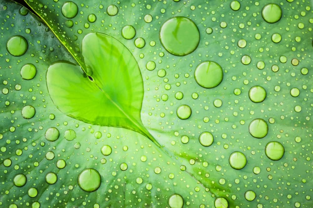 Heart Leaf Dew Drops by Woraphon Banchobdi — canvas wall art