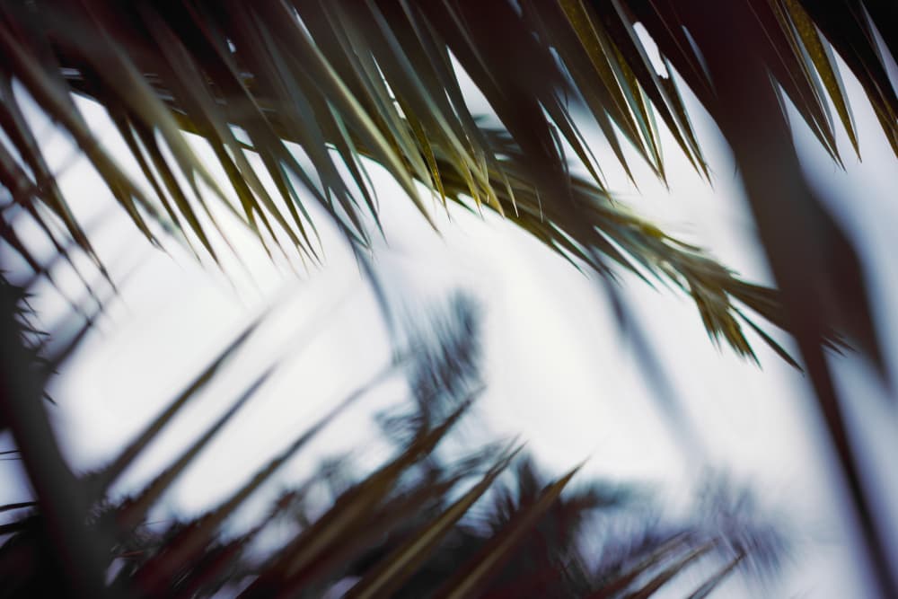 Tropical Palm Sky by Tim Mossholder — canvas wall art