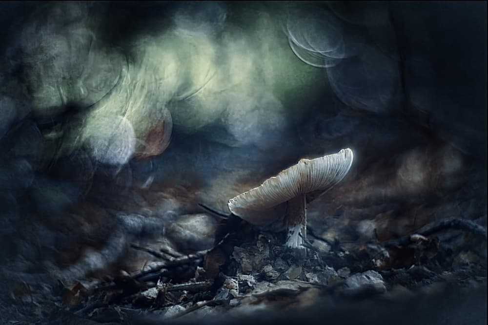 Glowing Forest Mushroom by Jan van der Linden — canvas wall art