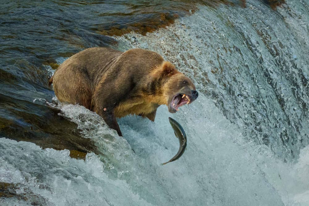 Grizzly Catching Salmon by Xiaoyuan Xu — canvas wall art