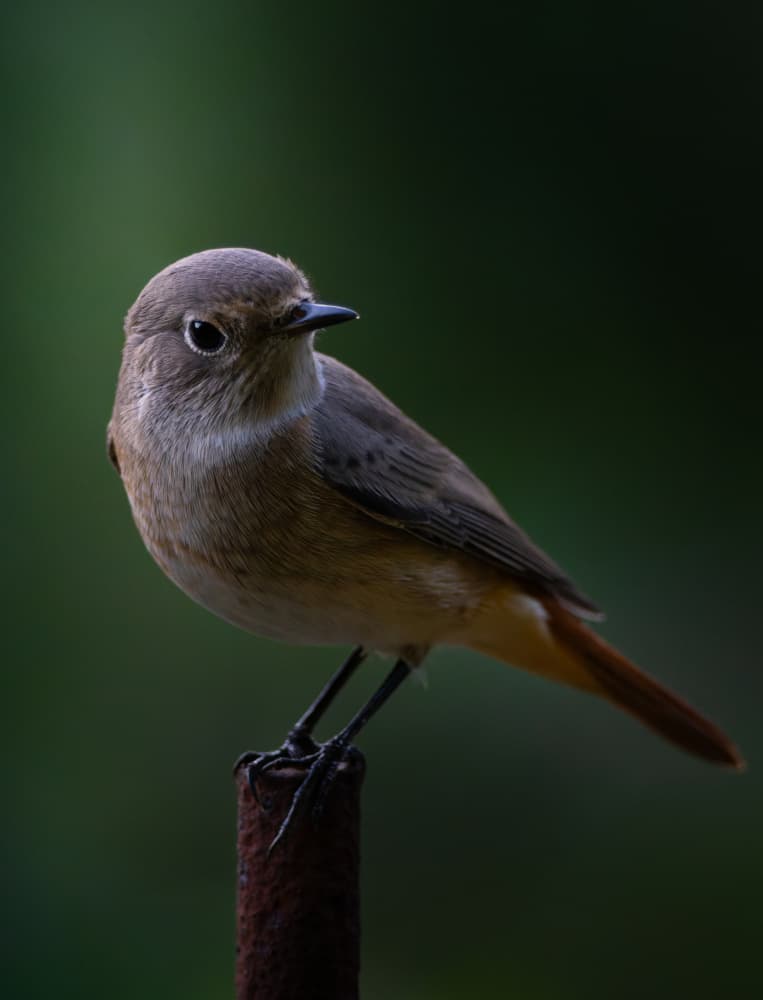 Perched Brown Bird by Oles Paritskiy — canvas wall art