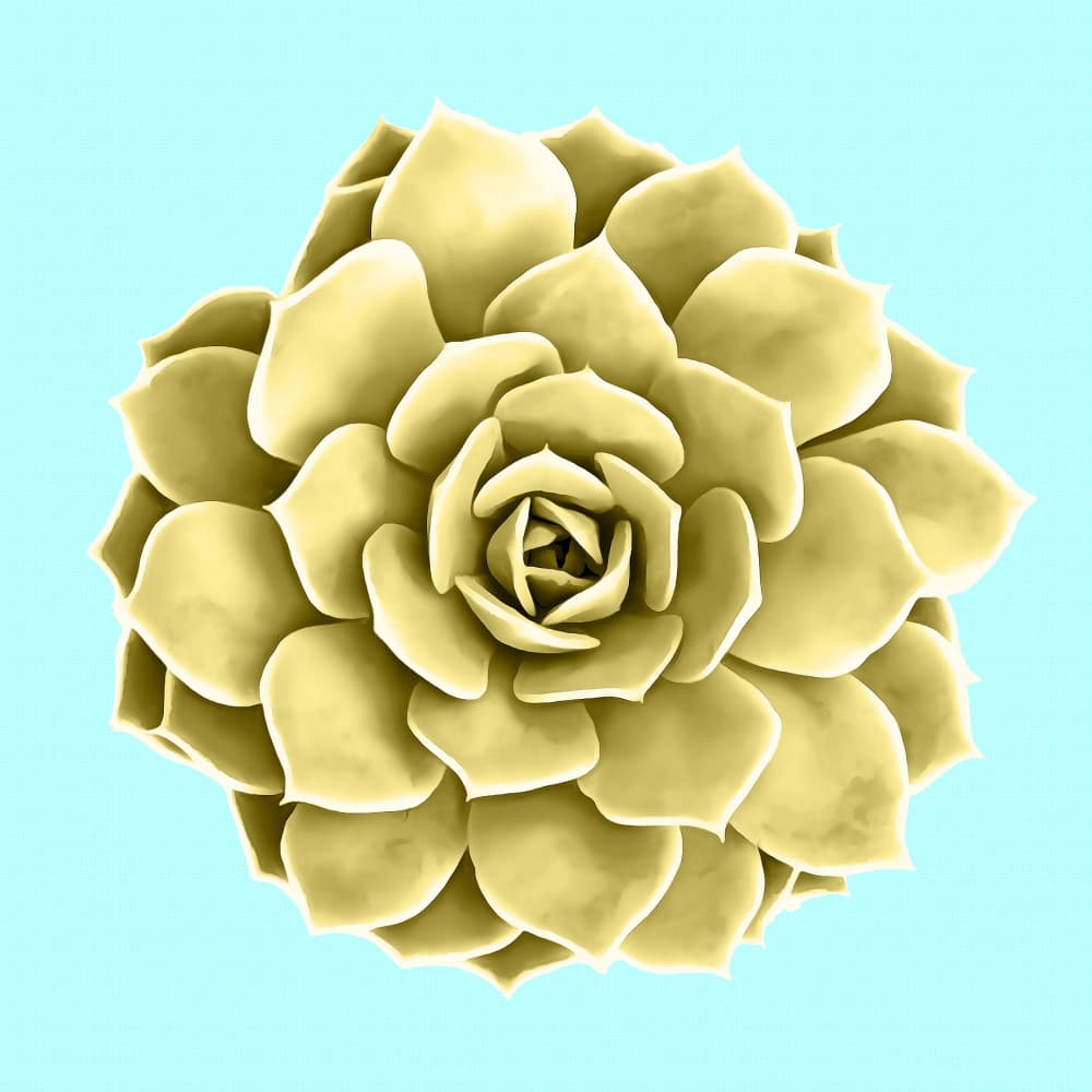 Golden Succulent Plant by amini54 — canvas wall art