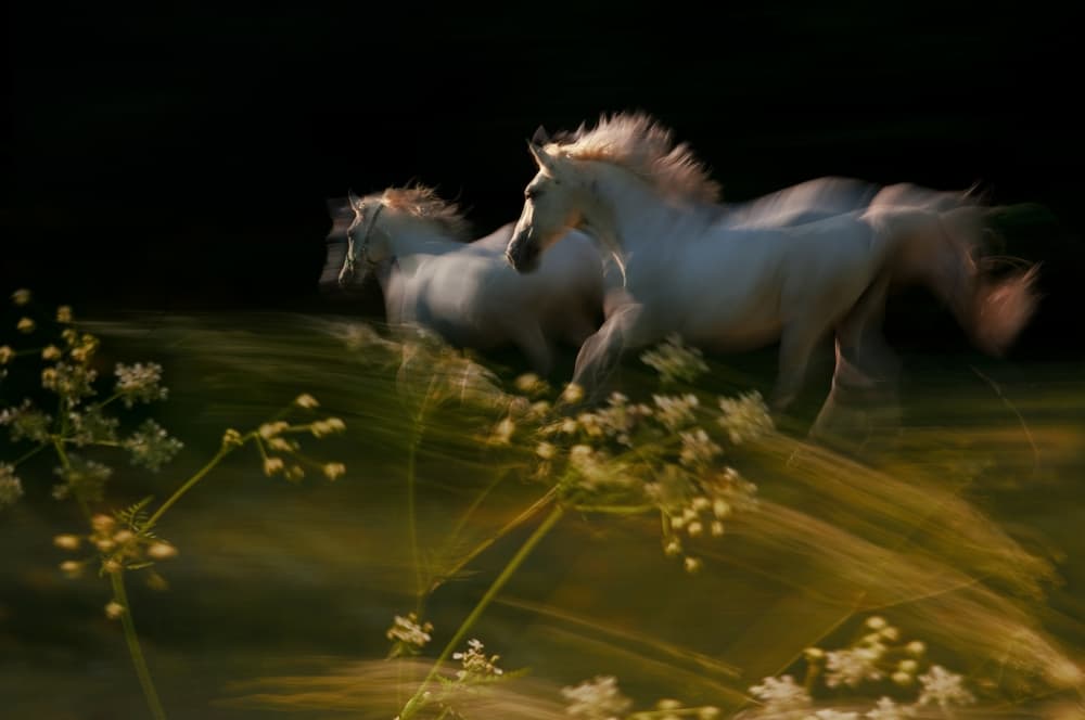 Spirited White Horses by Milan Malovrh — canvas wall art