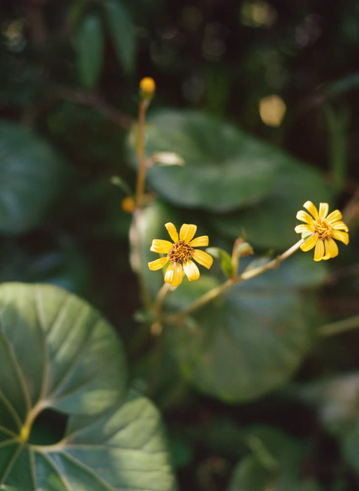 Vibrant Yellow Flowers by Bethany Young — canvas wall art
