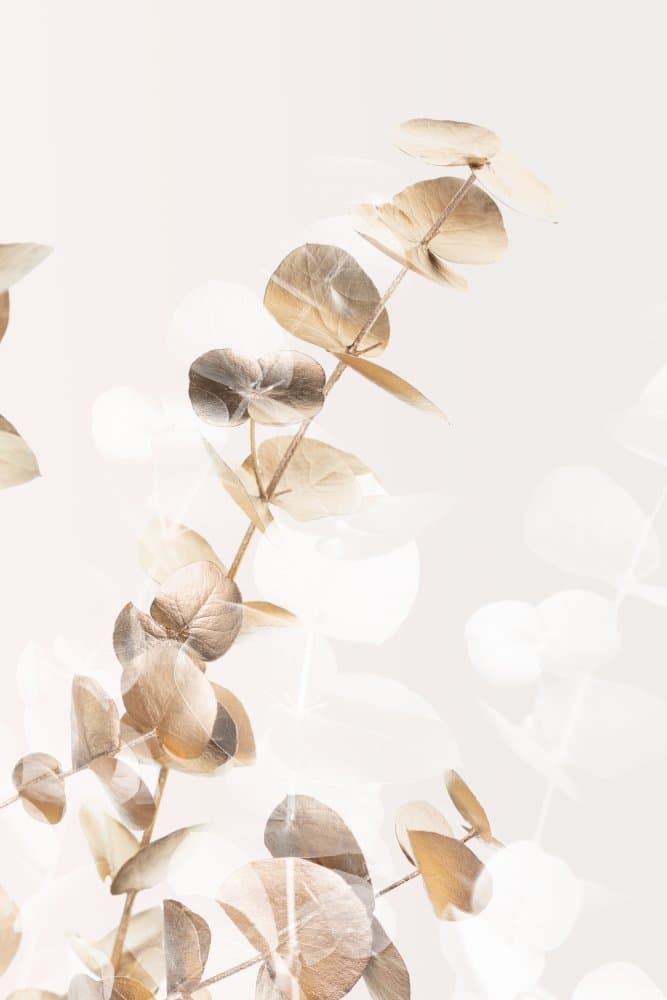 Soft Eucalyptus Leaves by Pictufy Studio III — canvas wall art