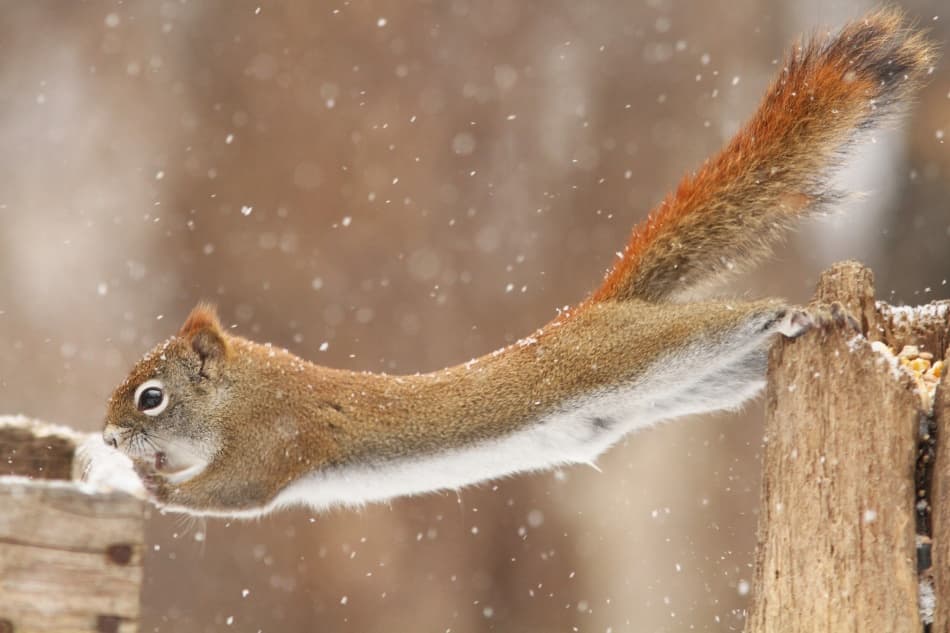 Snowy Squirrel Stretch by Mircea Costina — canvas wall art