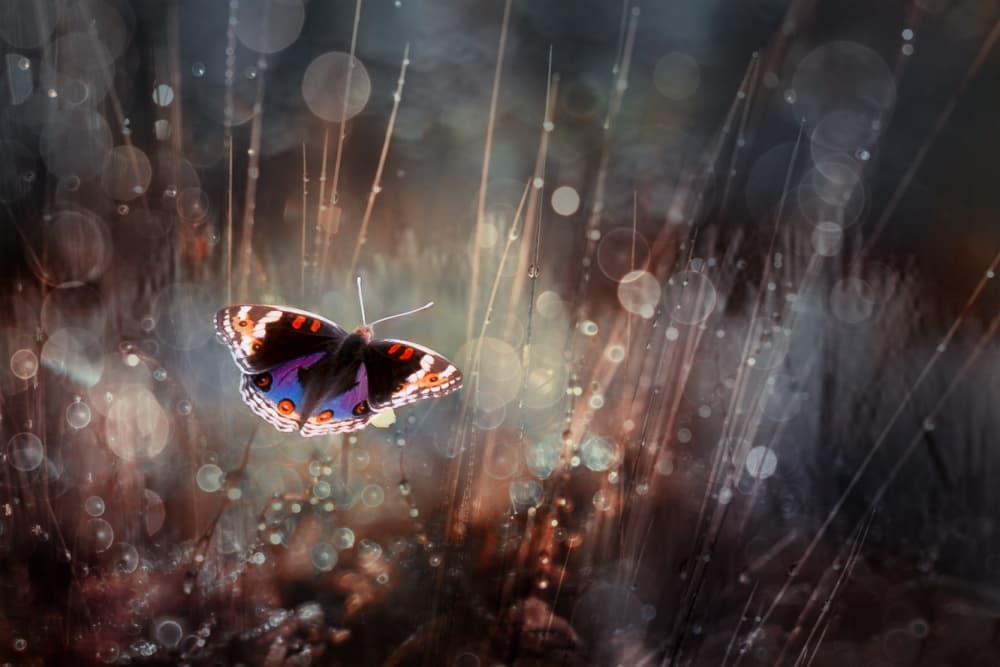 Dreamy Dewy Butterfly by Rooswandy Juniawan — canvas wall art