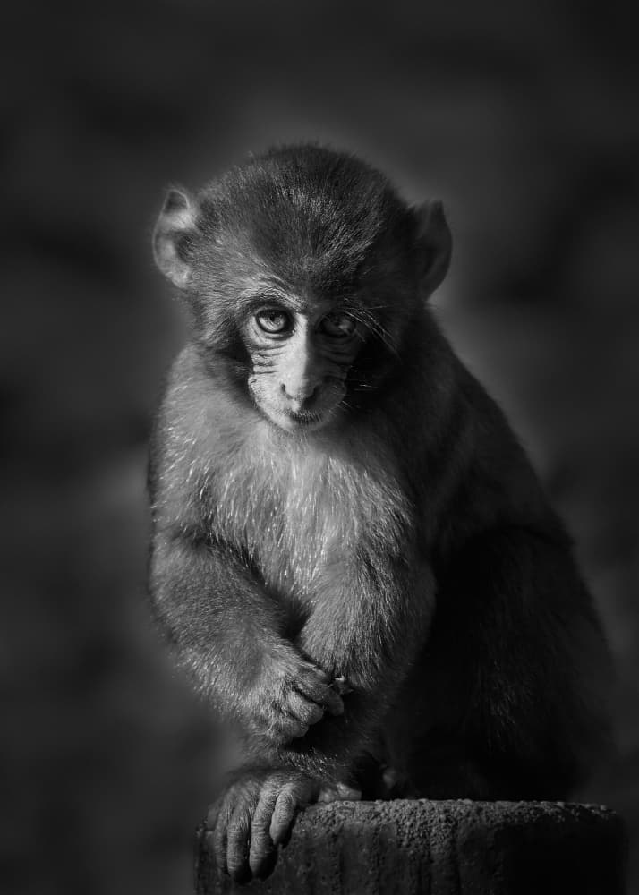 Soulful Baby Monkey by Kaisyakuji Yushi — canvas wall art
