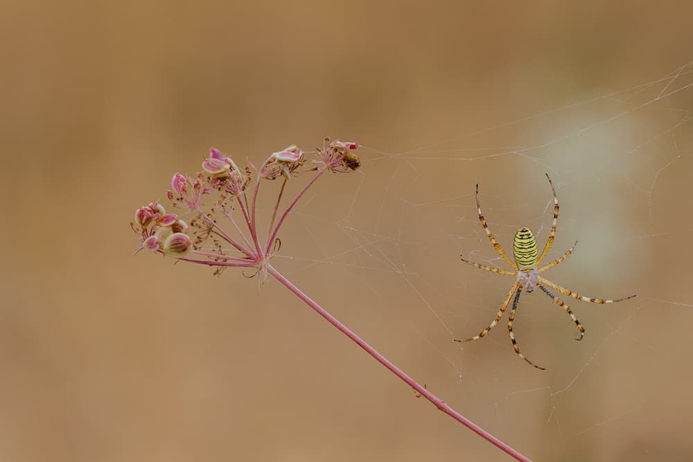 Yellow Striped Spider Web by Roberto Marini — canvas wall art