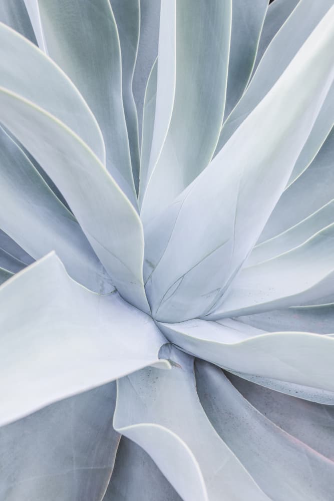 Silver Succulent Swirl by Shot by Clint — canvas wall art
