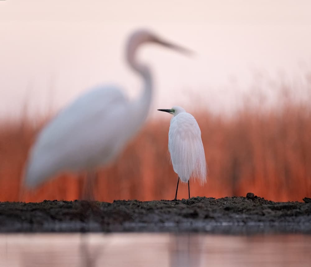 Egrets In Golden Light by Corry DeLaan — canvas wall art