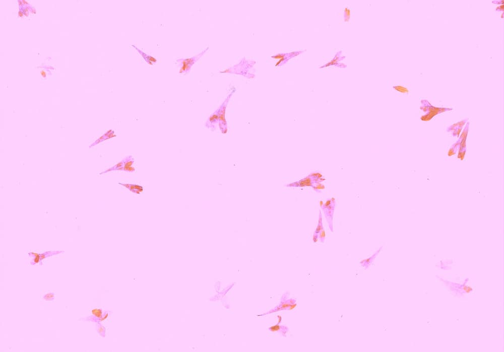 Scattered Pink Petals by Santhosh ch — canvas wall art