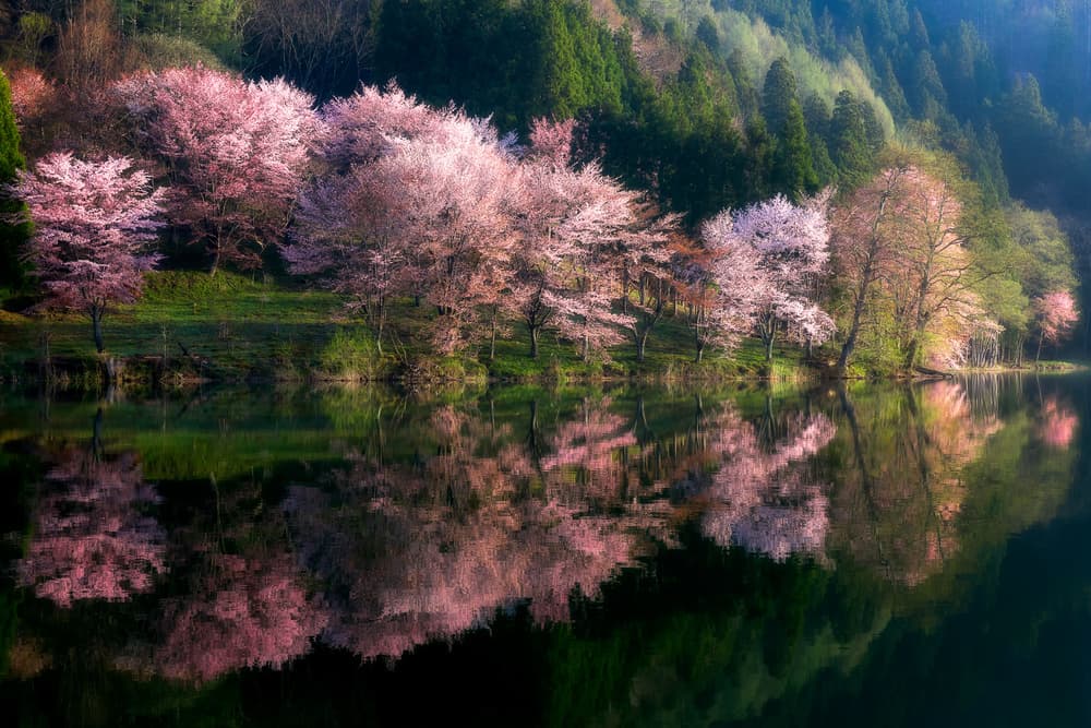 Cherry Blossom Lake Reflection by Takeshi Mitamura — canvas wall art