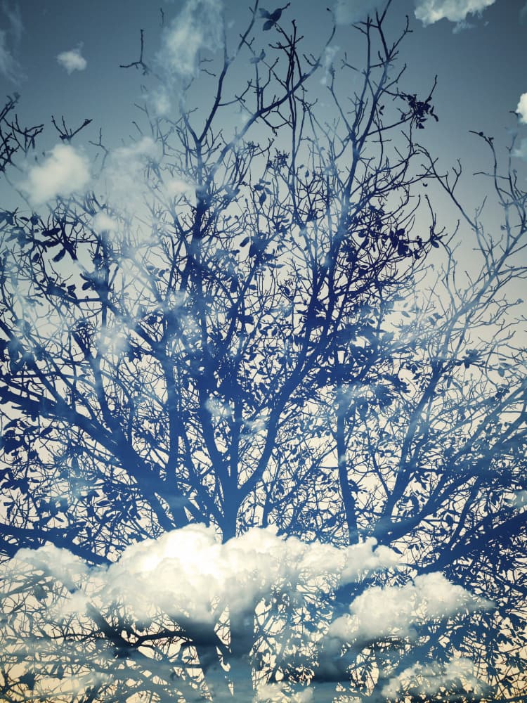 Dreamy Blue Sky Trees by Angelo Cerantola — canvas wall art