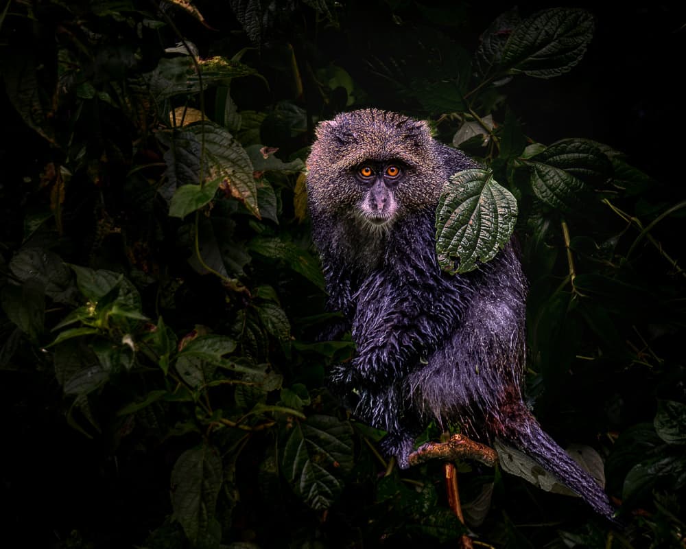 Blue Monkey Stare by Christiane Heggemann — canvas wall art