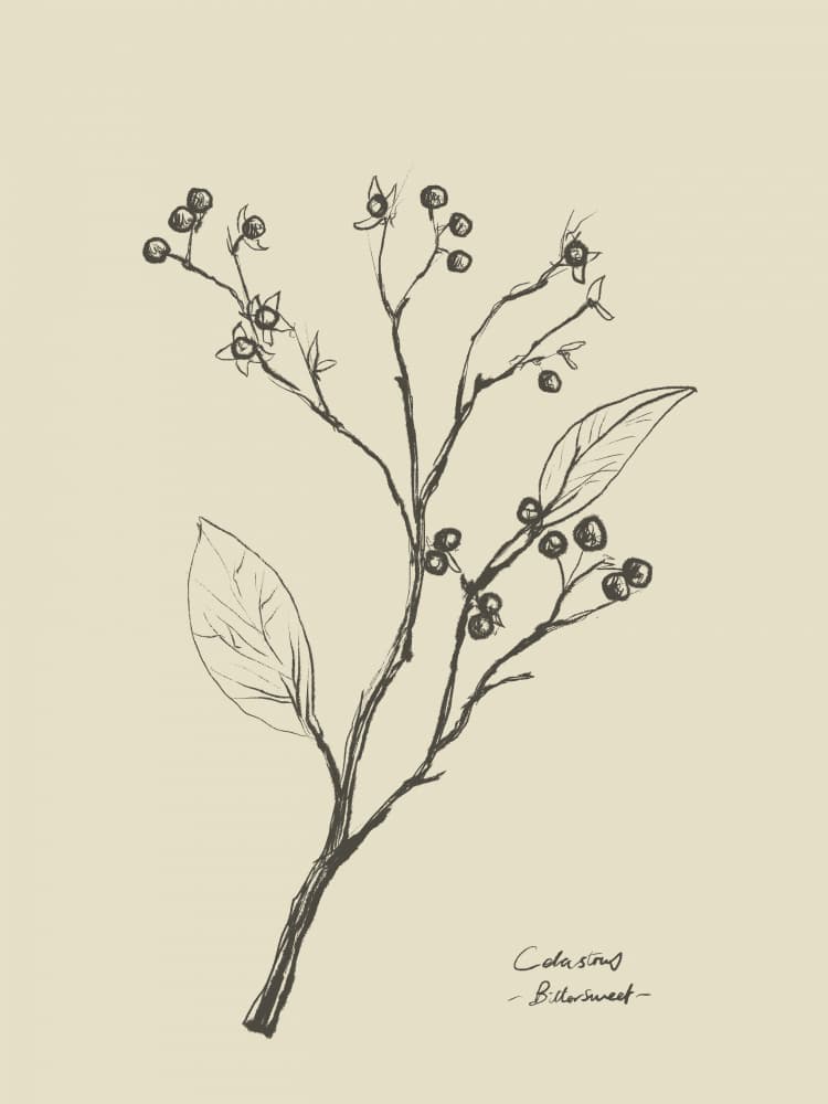 Floral 2 by Dan Hobday — canvas wall art