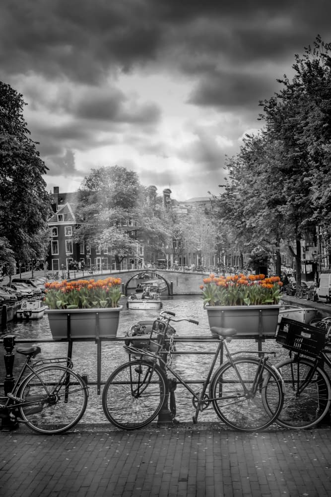 Orange Tulips Amsterdam Canal by Melanie Viola — canvas wall art