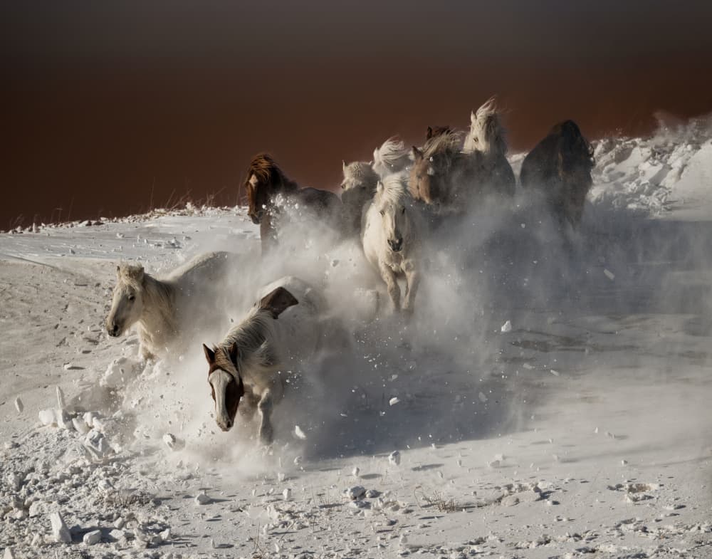 Wild Horses Snow Run by Chuanxu Ren — canvas wall art