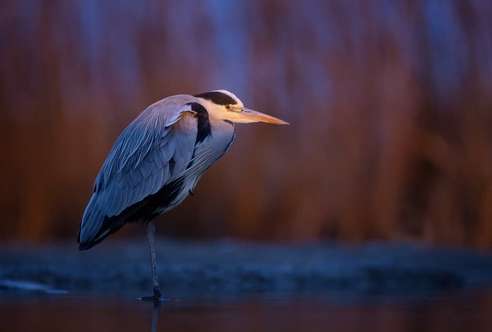 Calm Heron In Twilight by Corry DeLaan — canvas wall art