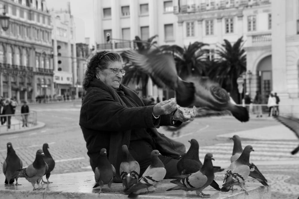 Woman Feeding City Pigeons by Fernando Alves — canvas wall art