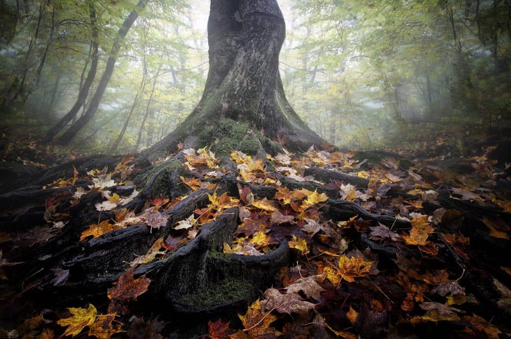Misty Autumn Forest by Cicy Chen — canvas wall art