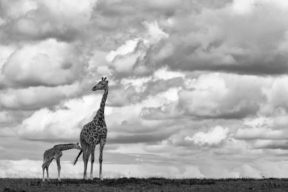 Giraffe Mother And Calf by Peter Hudson — canvas wall art