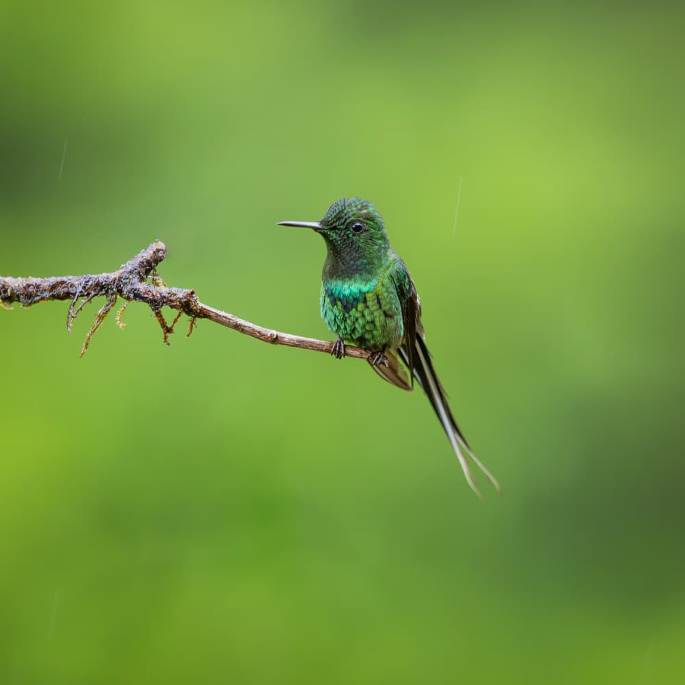 Emerald Hummingbird In Rain by Taksing (吉星高照) — canvas wall art