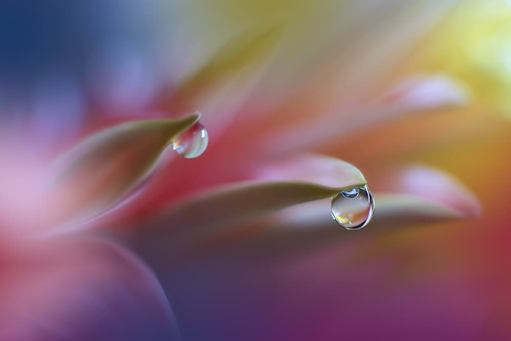 Colorful Petal Drops by Juliana Nan — canvas wall art
