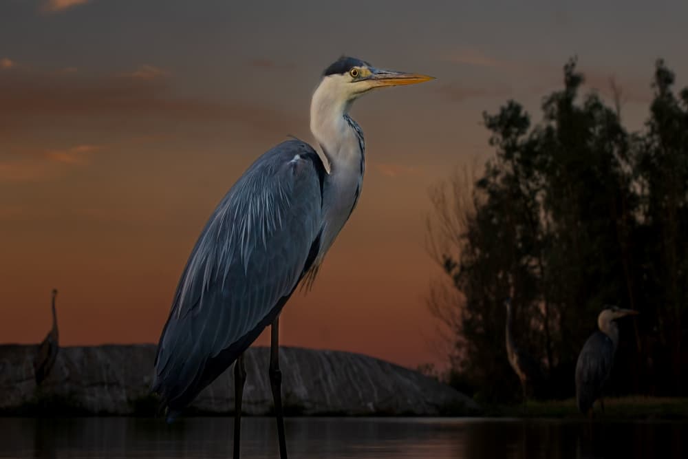 Sunset Heron Serenity by GENNARO DI NOTO — canvas wall art
