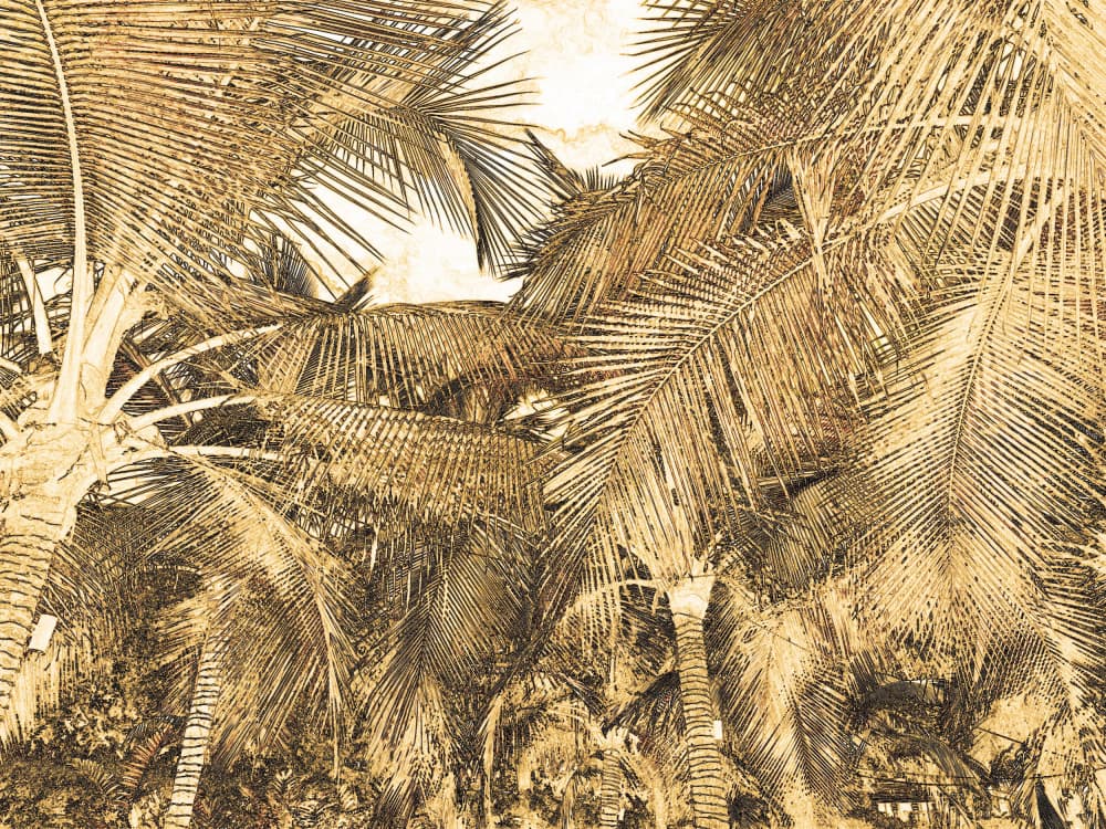 Sunlit Tropical Palms by Santhosh ch — canvas wall art