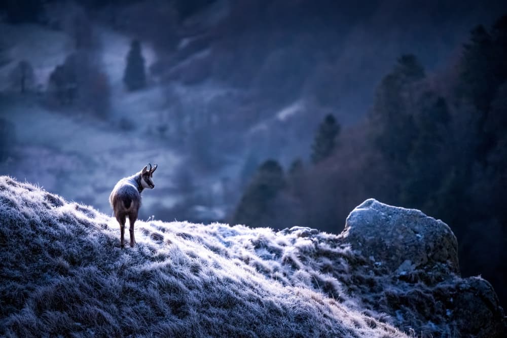 Frosty Mountain Chamois by Ulrike Eisenmann — canvas wall art