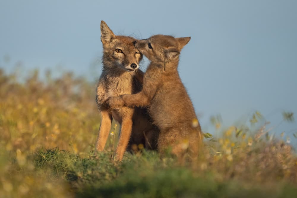 Fox Family Love by Olga Rudchenko — canvas wall art