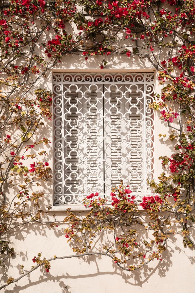 Mediterranean Window Blooms by Henrike Schenk — canvas wall art