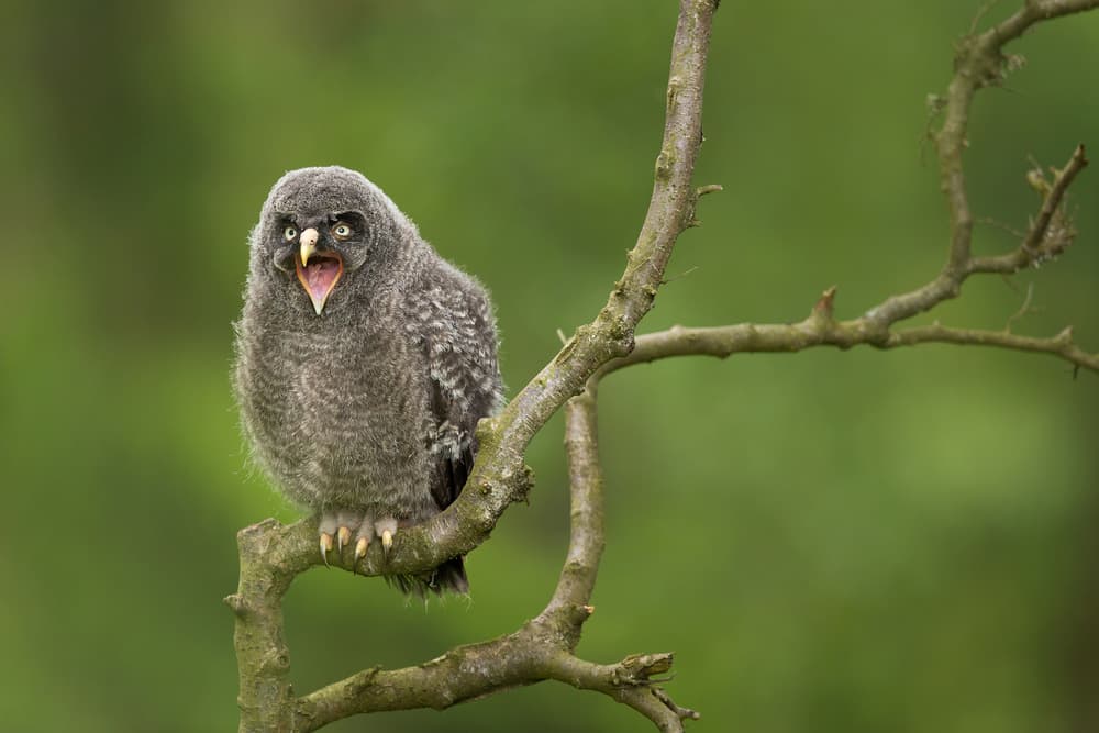 Fuzzy Owlet Screaming by Milan Zygmunt — canvas wall art