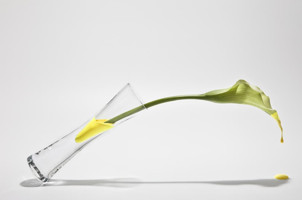 Calla Lily Drip by Christian Pabst — canvas wall art
