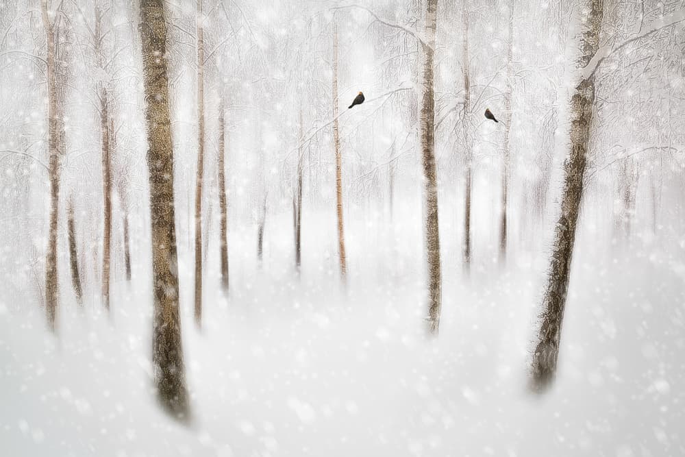 Serene Winter Forest by Gustav Davidsson — canvas wall art